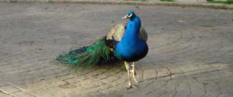 Pavos...., reales y virtuales. Abundaban la semana pasada en el parque de El Retiro.