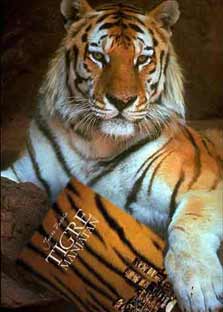 Antonio Pacios, primer creador que se ha apuntado a jugar con TIGRE MANJATAN. Pincha cualquiera de las fotos y verás la continuación, lo que sucedió cuando quiso quitarle el libro de Tigre Manjatan a la tigresa que ya lo consideraba como a un hijo.